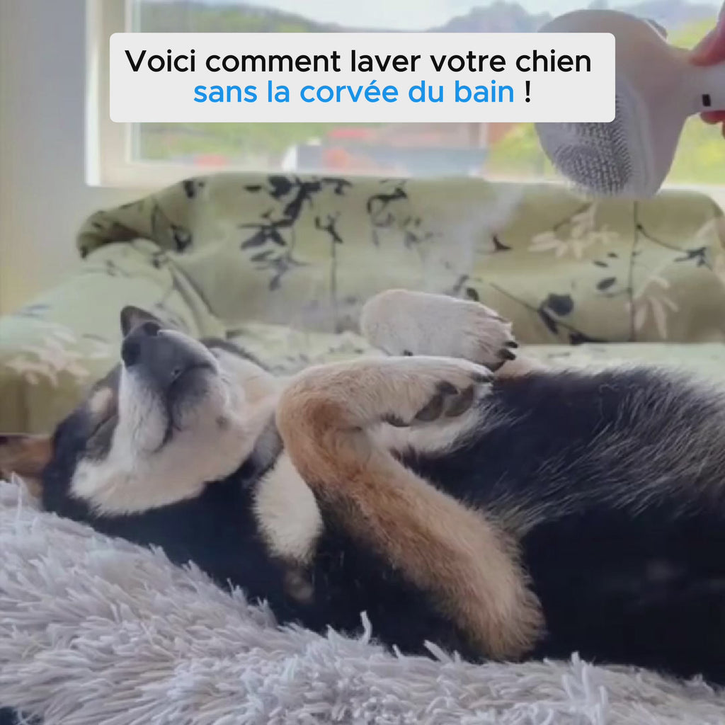 VapoBrosse AnimoPaw® | Brosse de Toilettage Professionnelle pour Animaux de Compagnie